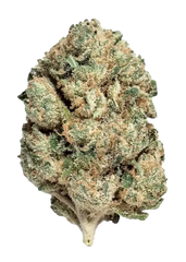 Cherry Zilato (Hybrid)