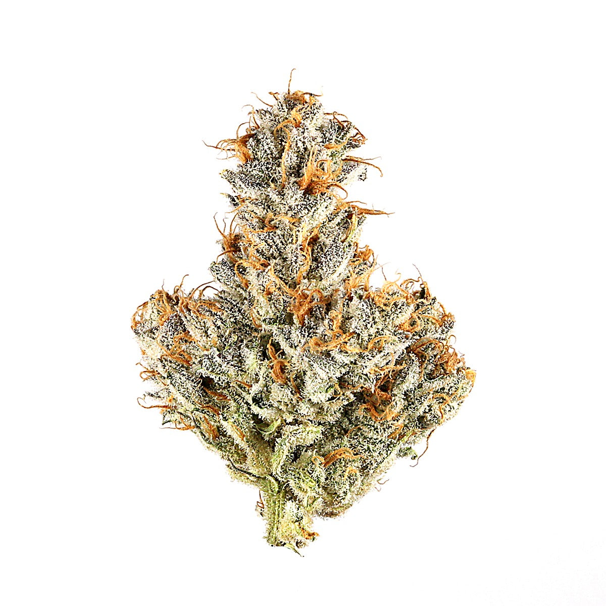 Black Truffle(Hybrid) - image 2