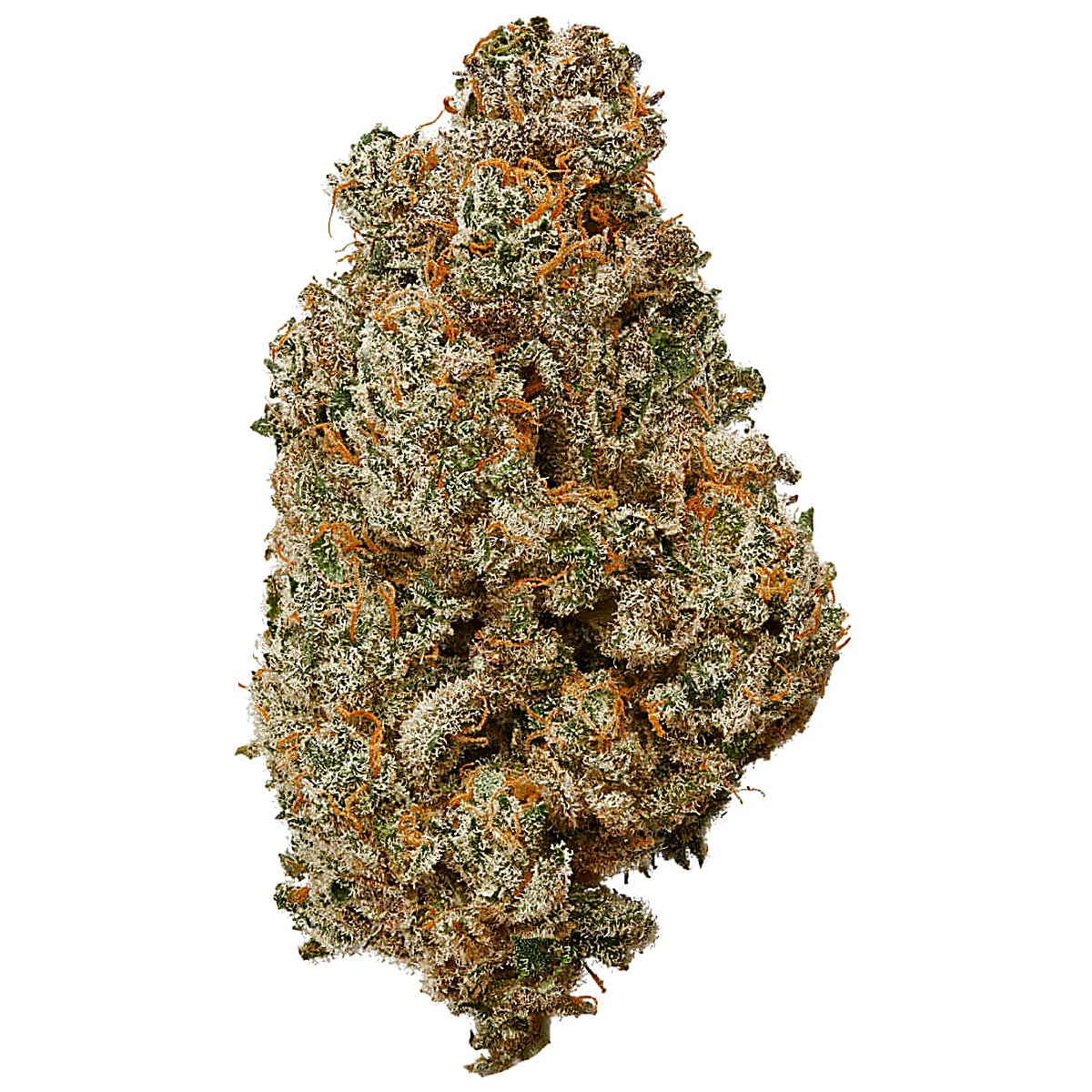 Cali Gold (Hybrid) - Side View