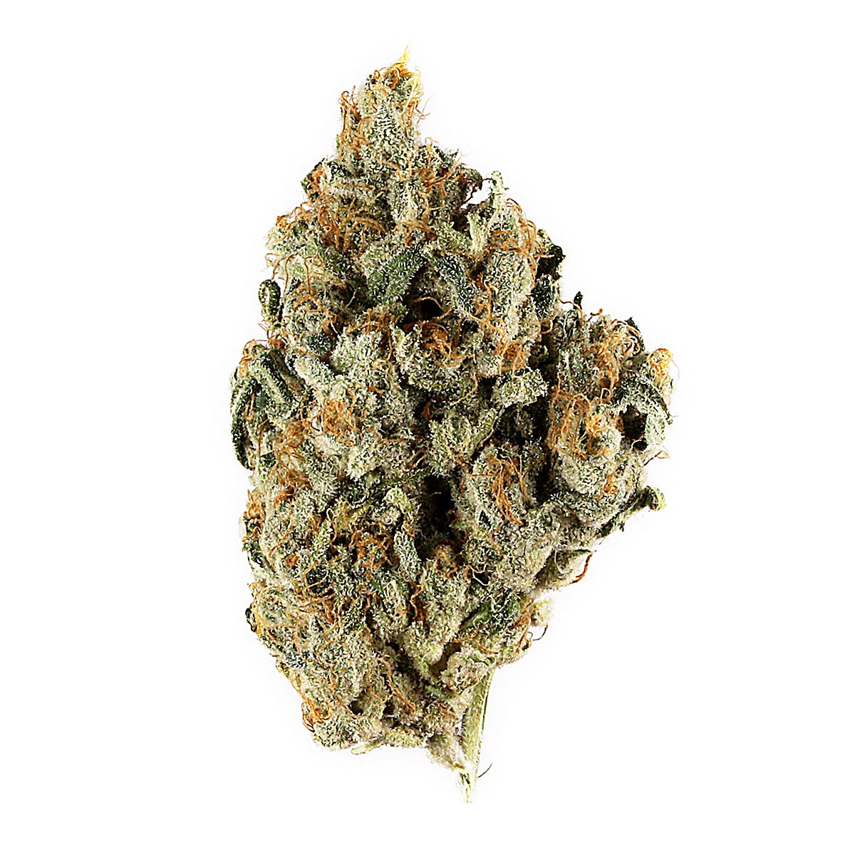 Cheddar Cheese(Hybrid) - Side View