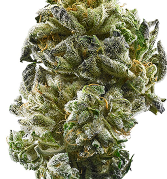 Girl Scout Cookies(Hybrid)