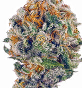 Purple Cream(Indica)