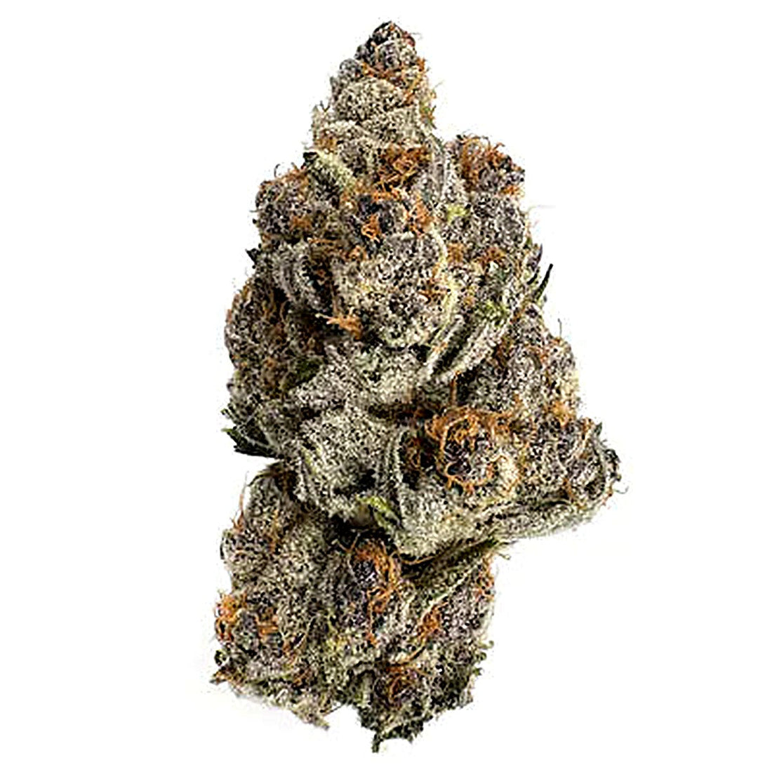 Blizzard Wizard (Indica dom. Hybrid) - Front View
