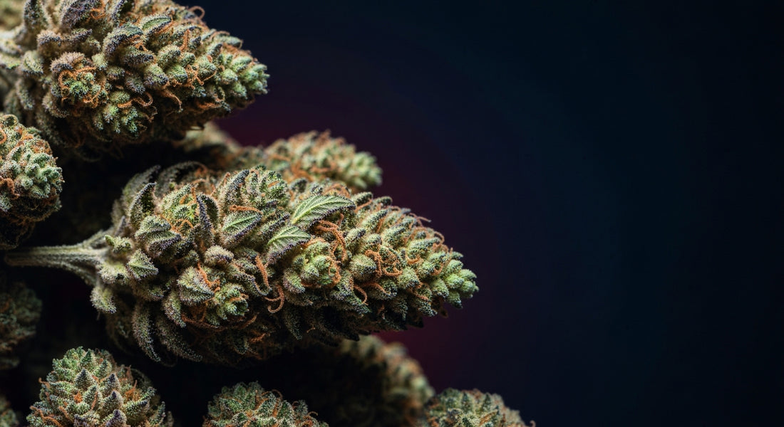 Best THC-A Flower Strains 2026 — Exotics Dispensary