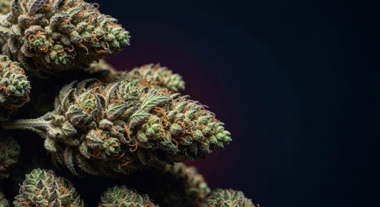 Best THC-A Flower Strains 2026 — Exotics Dispensary