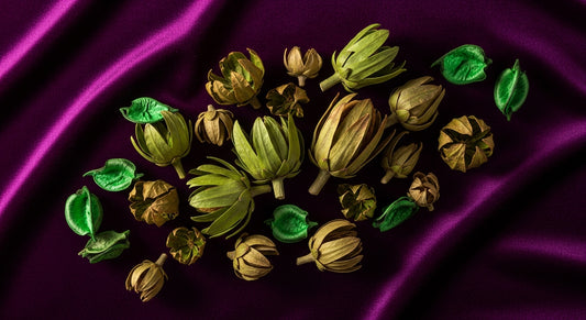 Best THC-A Strains of 2026 - Premium Hemp Flower