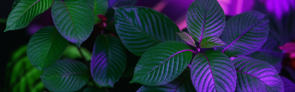 Kratom Guide for Beginners: Strains & What to Expect
