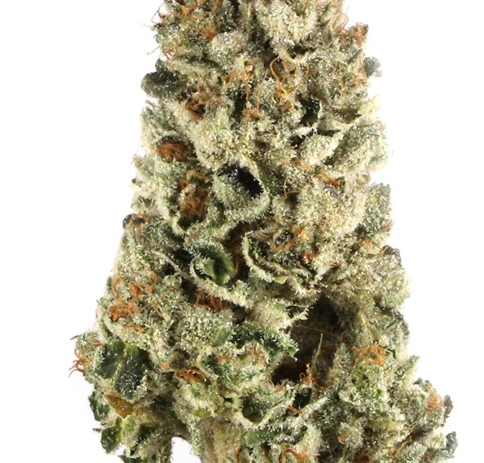 Banana Sherbet(Hybrid) - close up detail