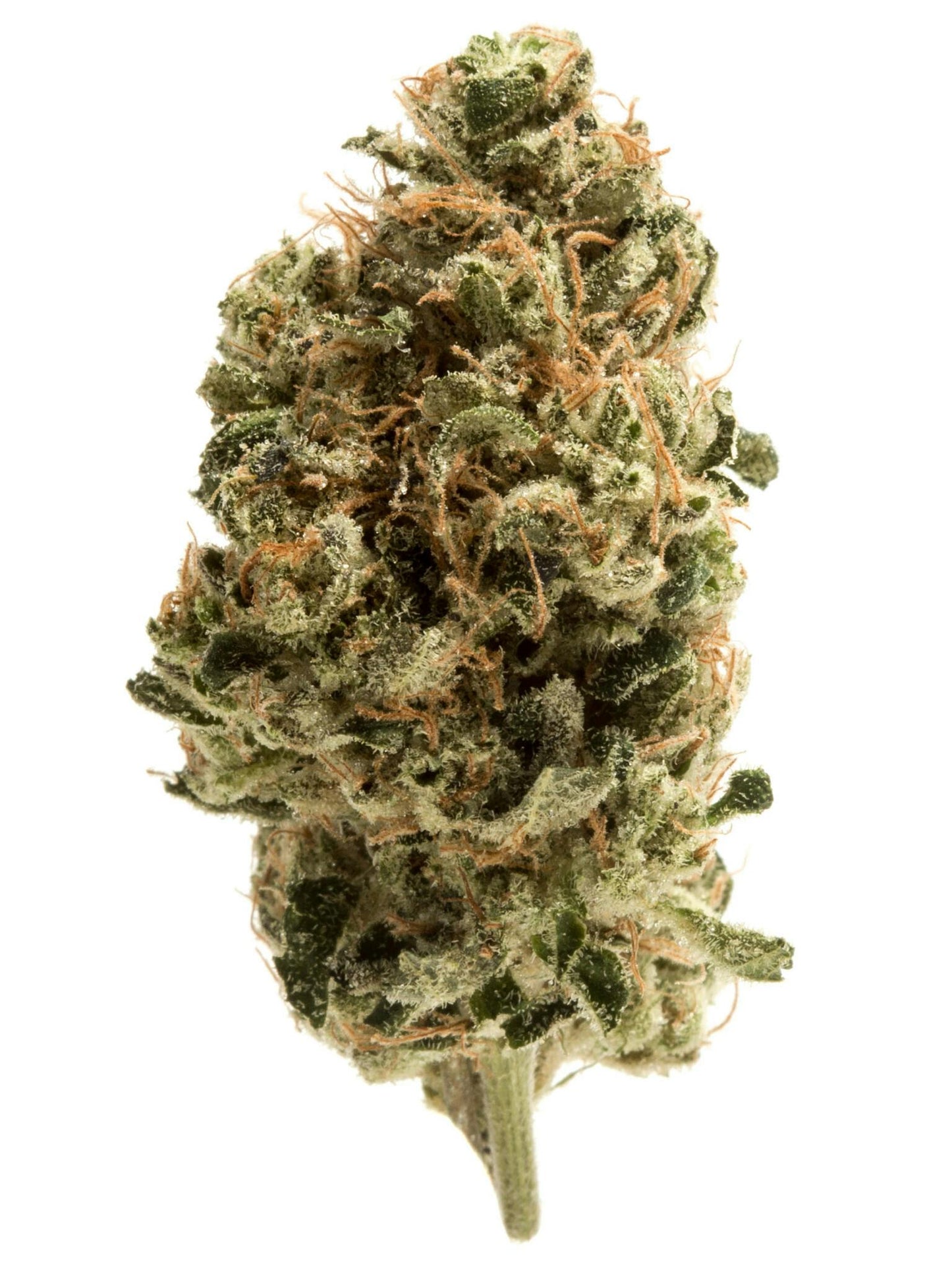 Otter Pop (Hybrid)