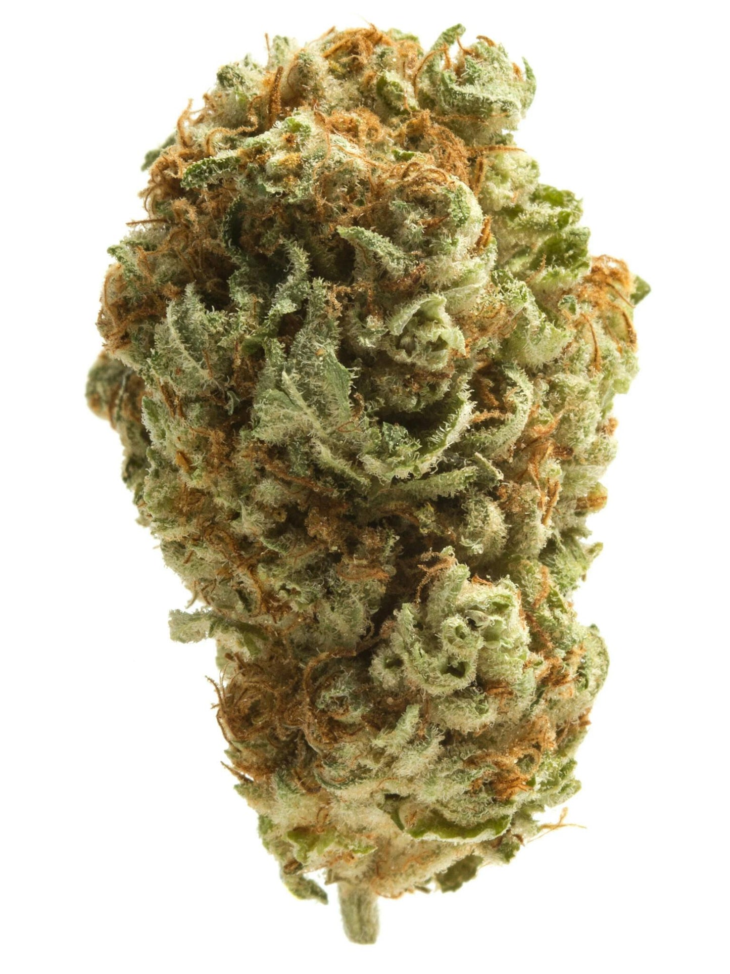 Cherry Souffle (Hybrid) - Front View