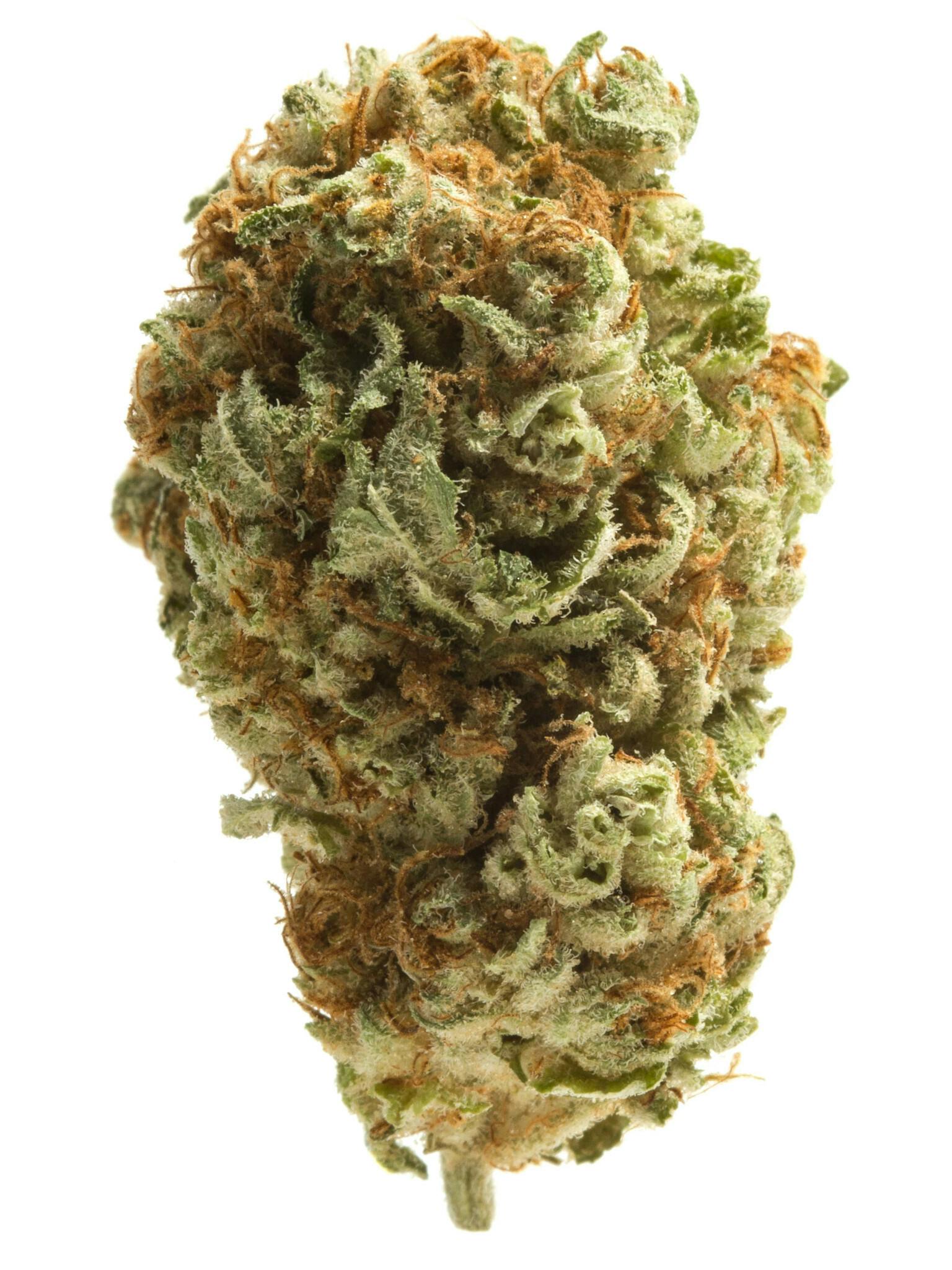 Cherry Souffle (Hybrid) - Front View