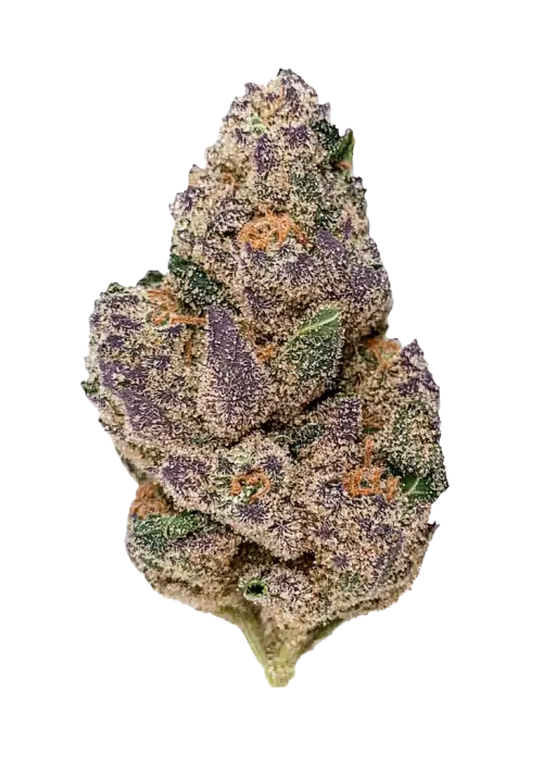 Blueberry Slushy (Indica Dom. Hybrid) - Front View