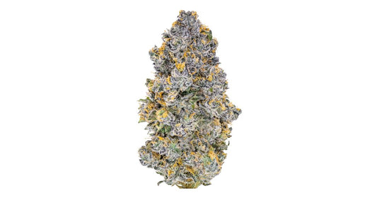 Blue Zerds (Hybrid)