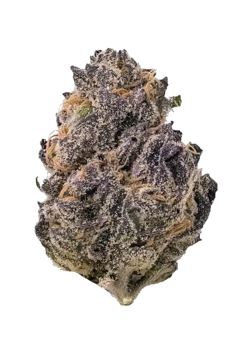 Grape Soda (Indica Dom. Hybrid) - product image