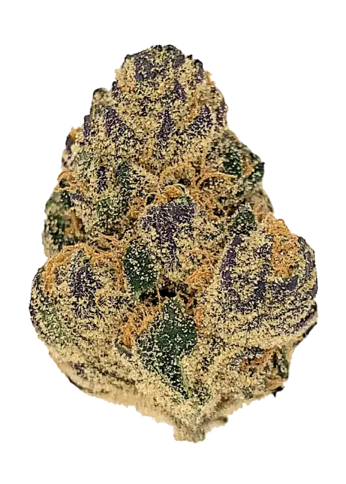 Blue Gummy (Hybrid) - Front View