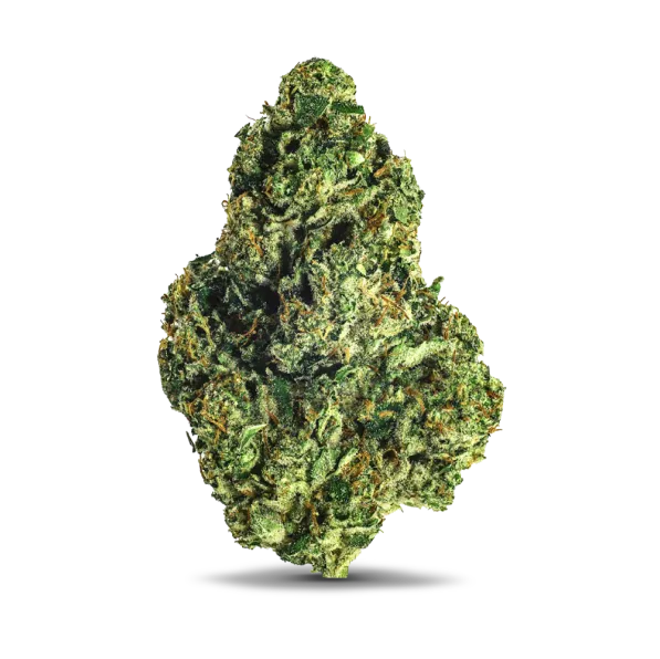 98K (Indica Dom. Hybrid) - close up detail