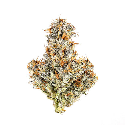 Black Truffle(Hybrid) - image 2