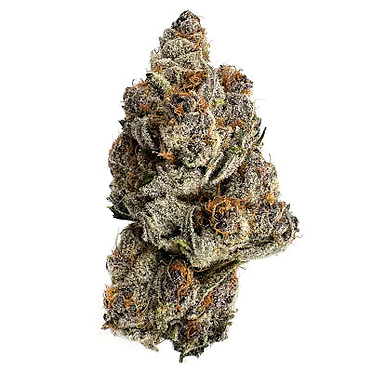 Blizzard Wizard (Indica dom. Hybrid) - Front View