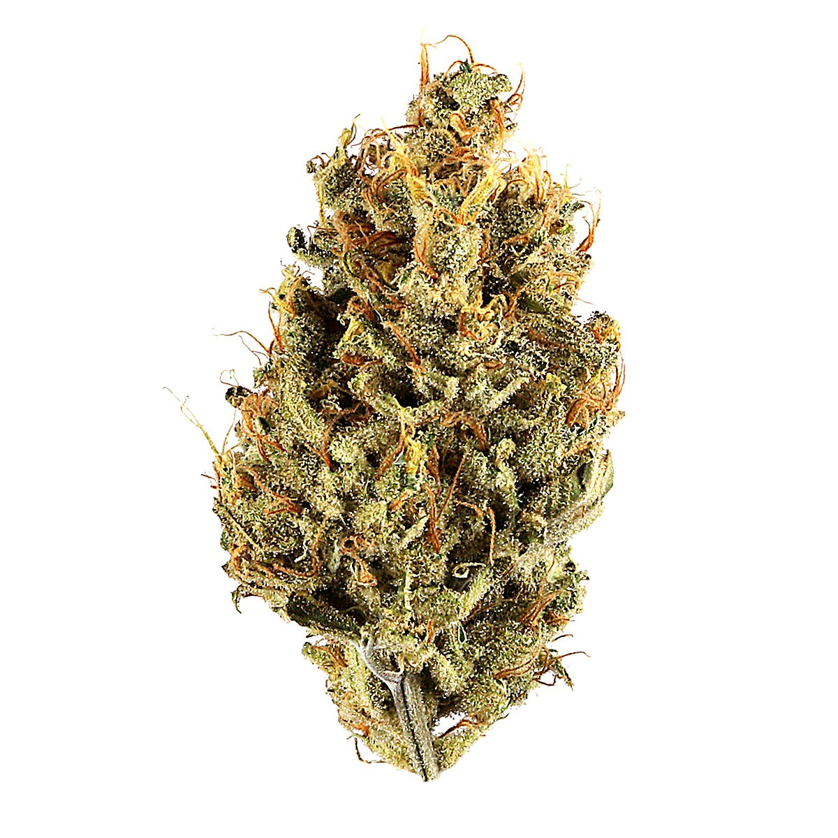 Gelato 13 (Hybrid) - Main Image