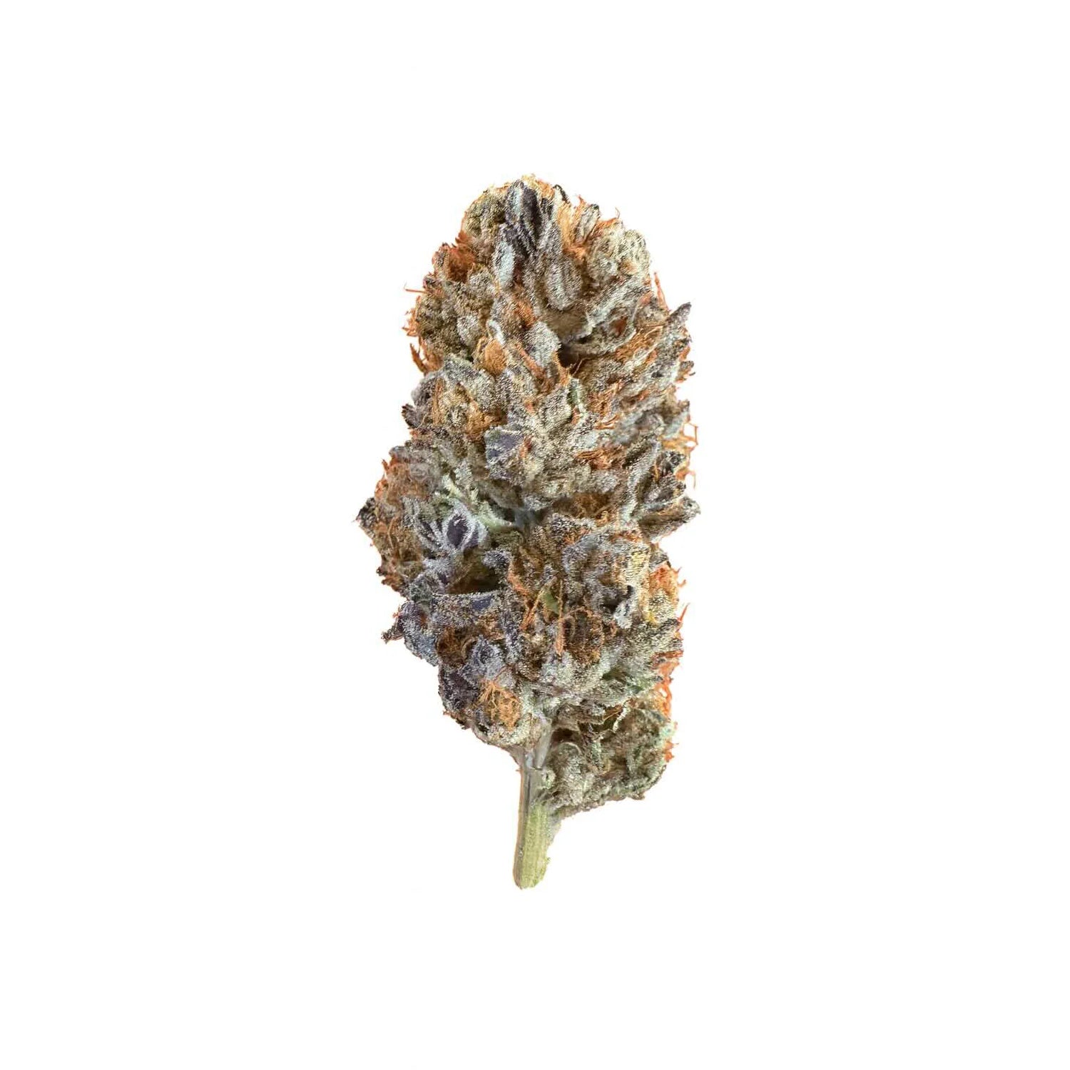 Applescotti (Hybrid) - product front view