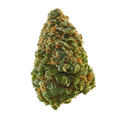 Green Crack(Sativa)