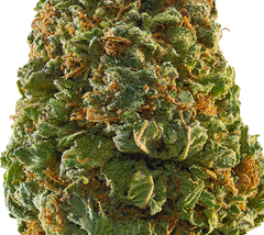 Green Crack(Sativa)