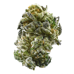 Candy Ringz(Hybrid)