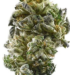 Candy Ringz(Hybrid)