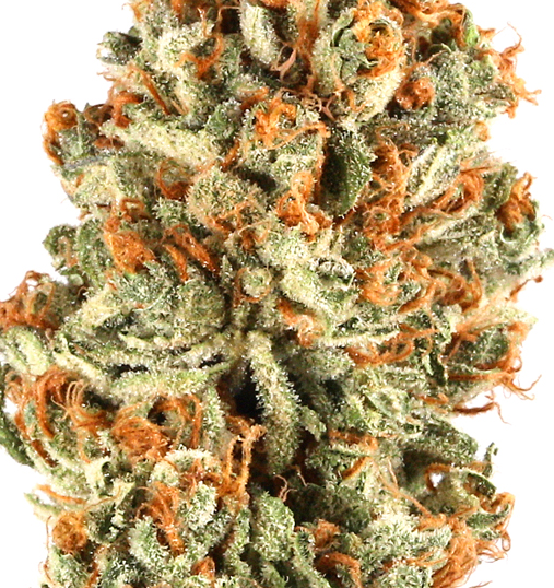 Platinum OG(Indica)