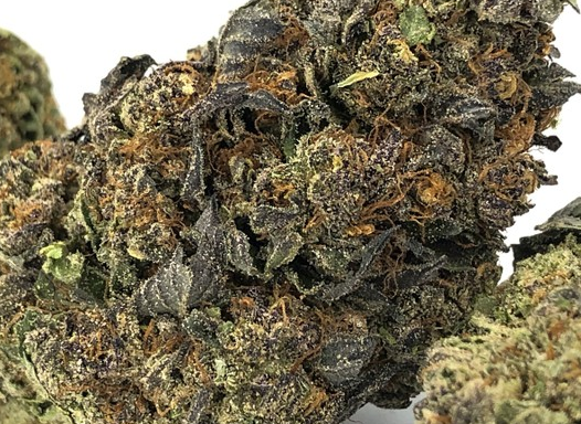 Purple Gumbo(Hybrid)
