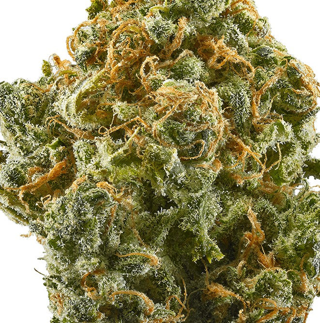 Larry Bird(Hybrid)