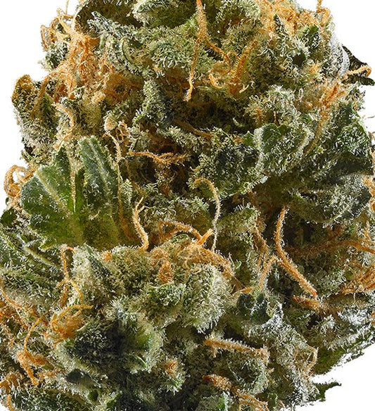 Razzle Dazzle(Hybrid)