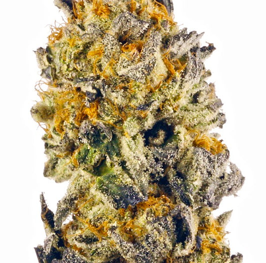 Raz. Gelato(Hybrid)