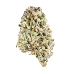 Biscotti(Hybrid)