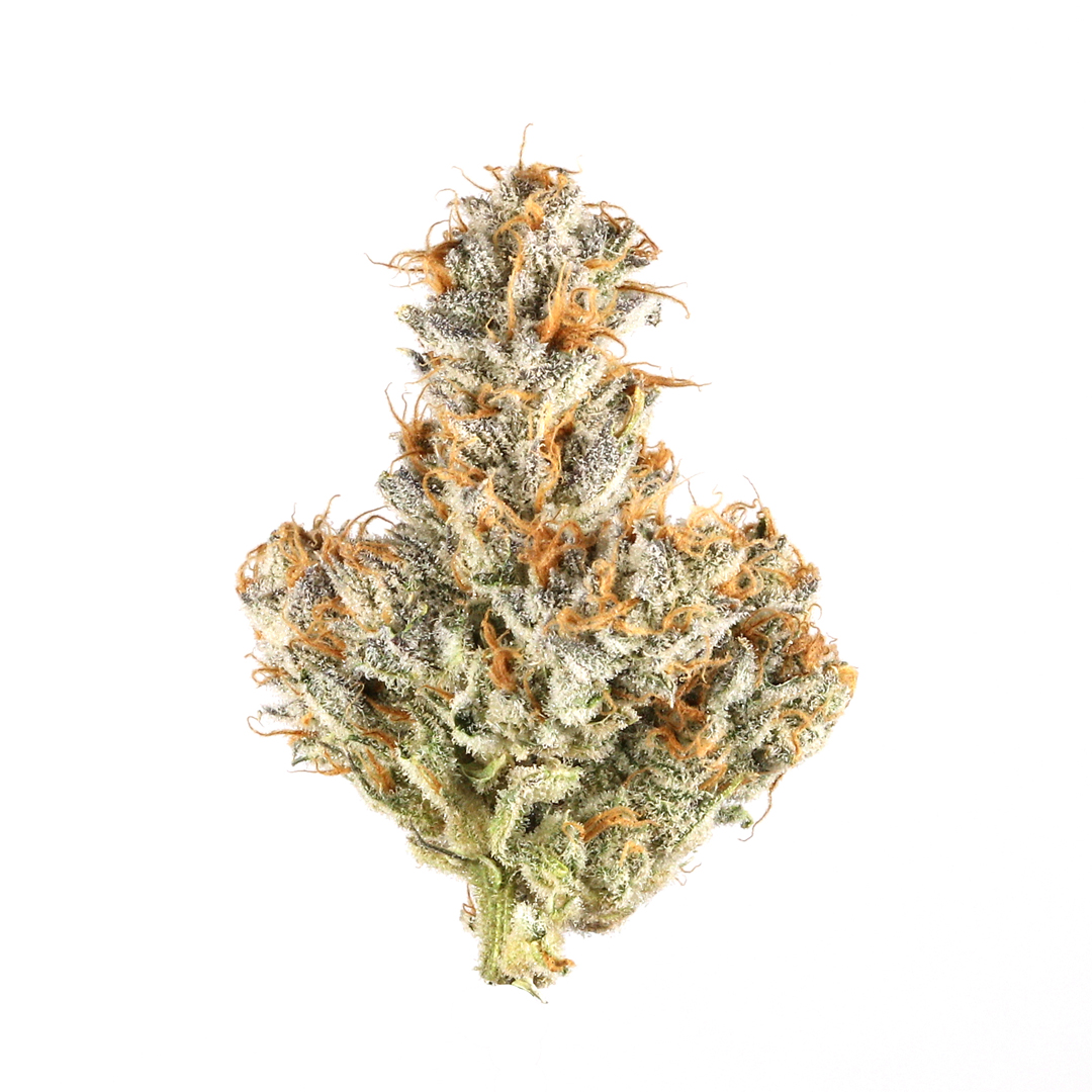 Black Truffle(Hybrid)