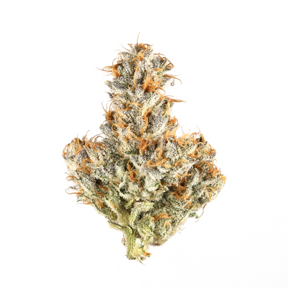 Black Truffle(Hybrid)