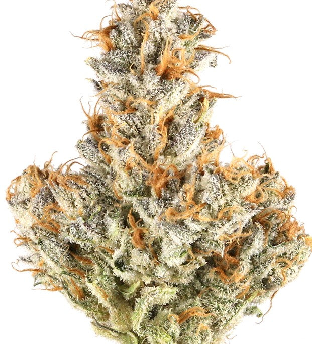 Black Truffle(Hybrid)