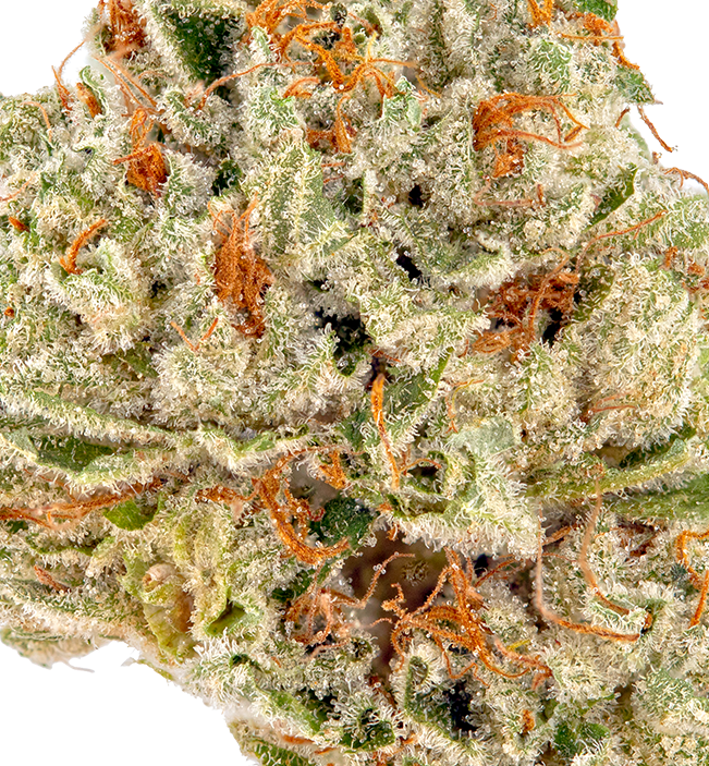 French Toast(Indica Dom. Hybrid)