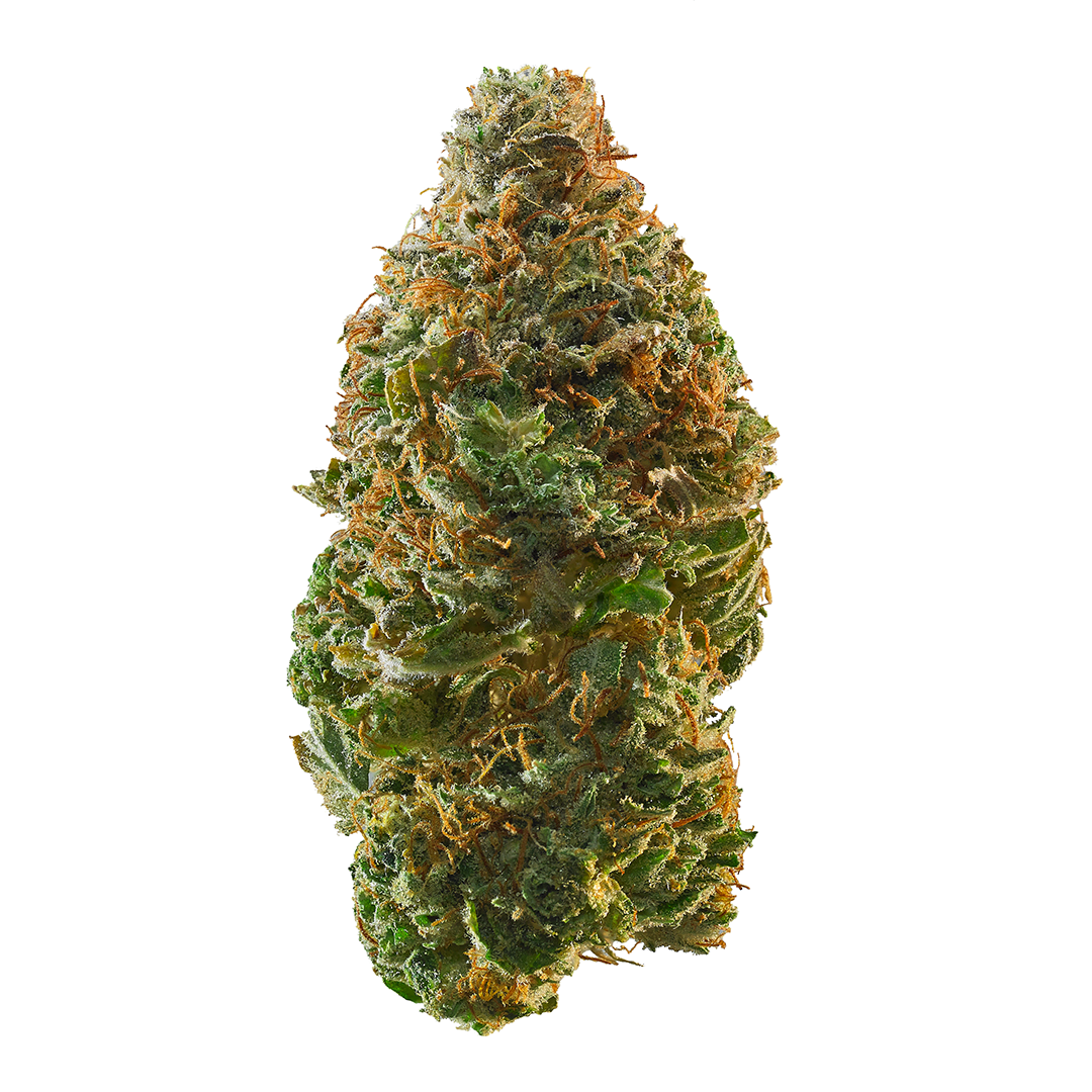 Gelato Pop (Hybrid) - Main Image