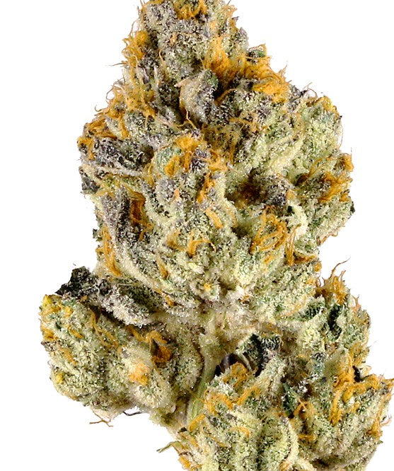 Lemon Cherry Gelato(Hybrid)