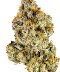 Lemon Cherry Gelato(Hybrid)
