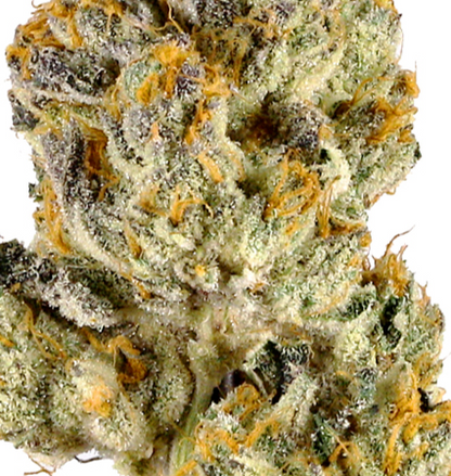 War Heads(Hybrid)